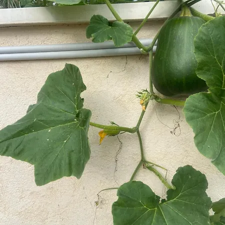 Escapade & Bien Etre Apartment *