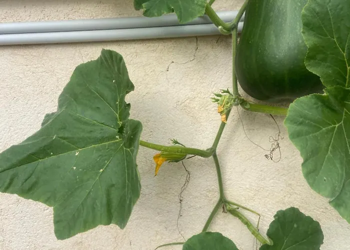 Escapade & Bien Etre Apartment *